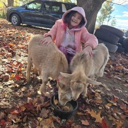 Mobile Petting Zoo